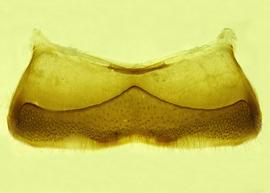   Anthidium clypeodentatum  male, ventral view of fourth sternum (S4), photo from Gonzalez and Griswold 2013 
